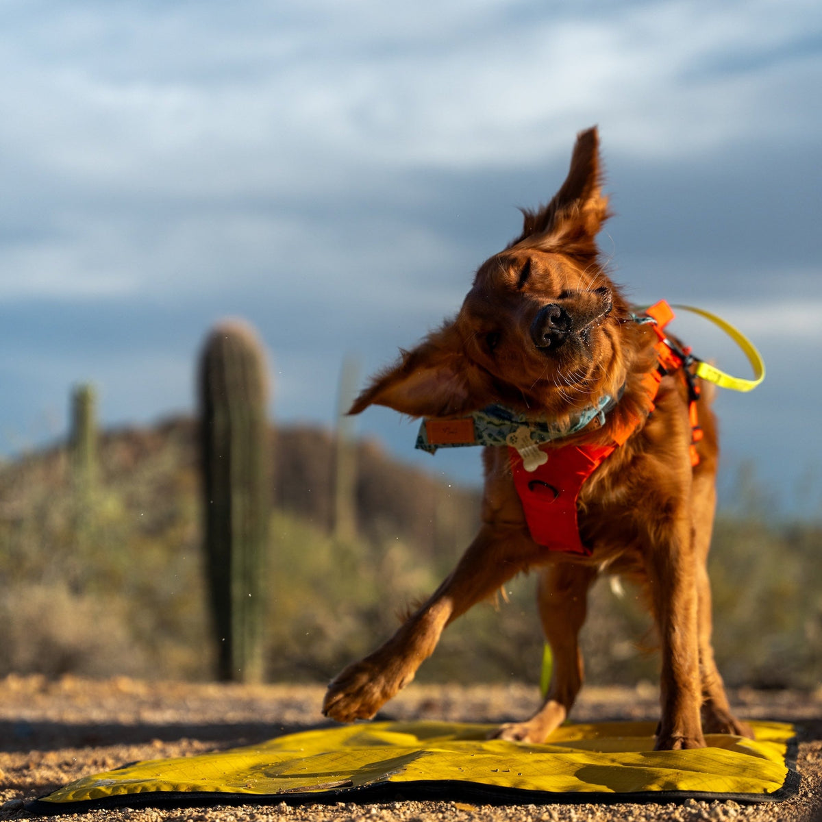 Ultralight Portable Dog Settle Mat: Water-Resistant, USA-Made Place Training Mat