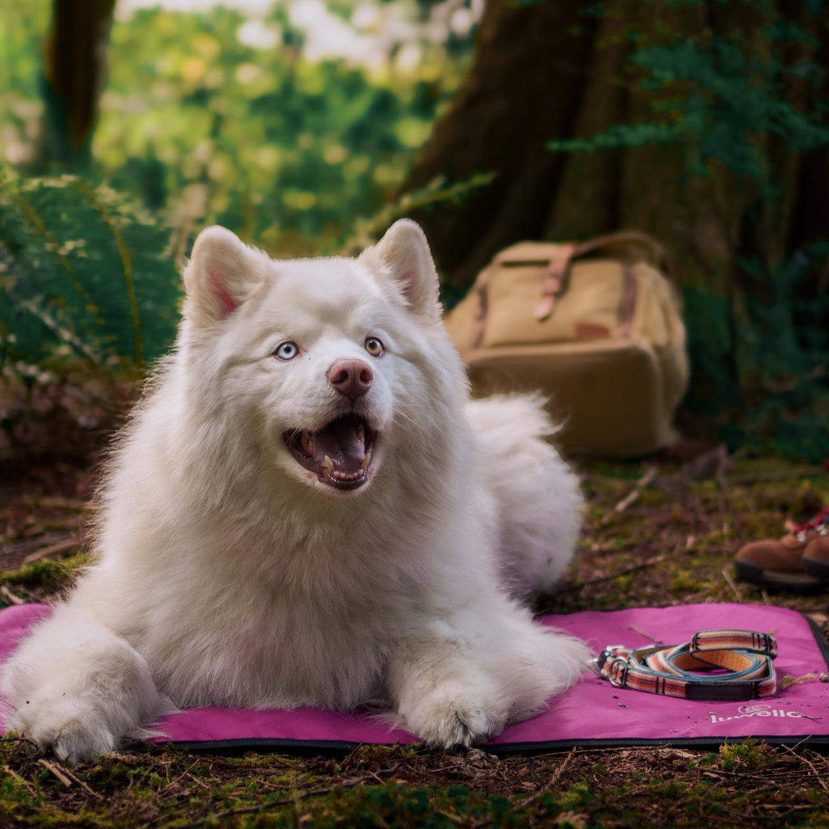Ultralight Portable Dog Settle Mat: Water-Resistant, USA-Made Place Training Mat