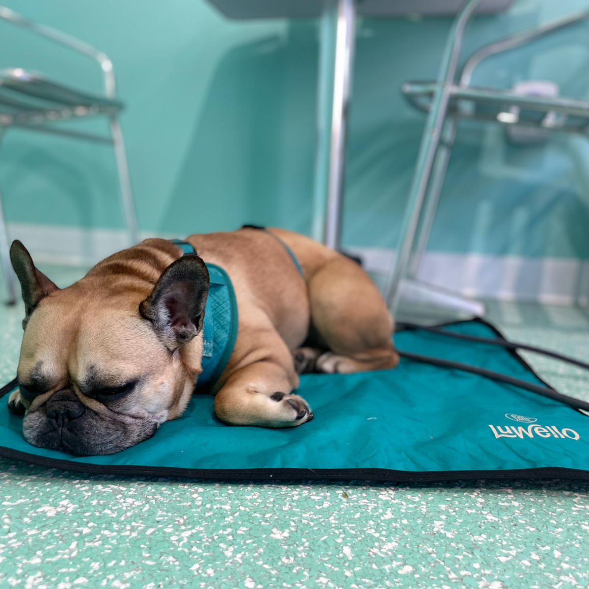 Ultralight Portable Dog Settle Mat: Water-Resistant, USA-Made Place Training Mat