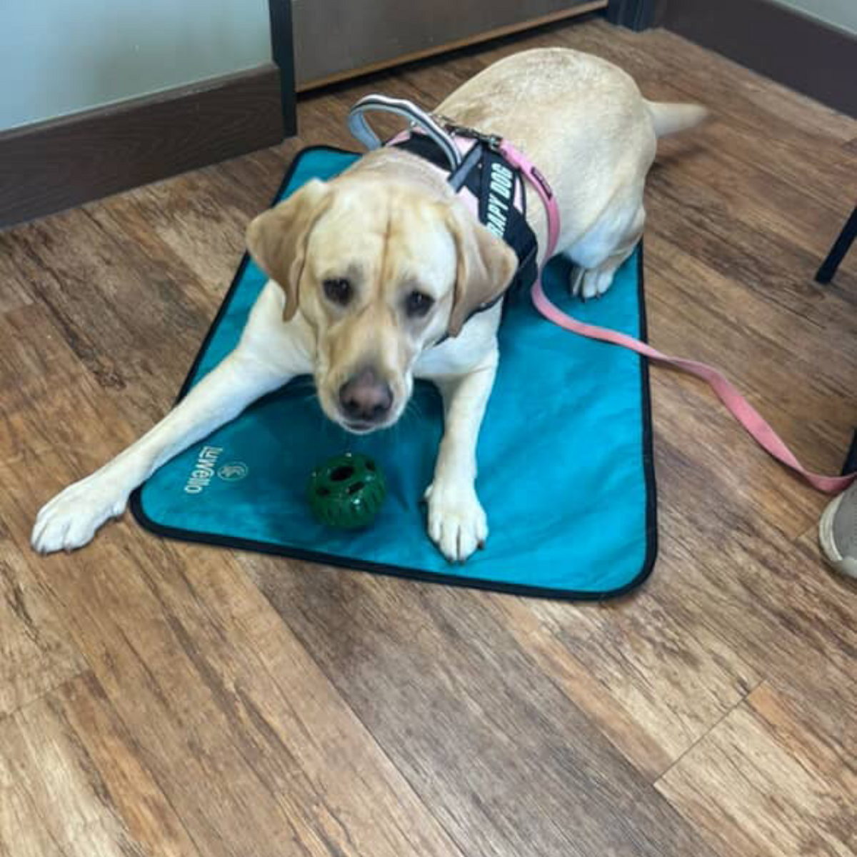Ultralight Portable Dog Settle Mat: Water-Resistant, USA-Made Place Training Mat