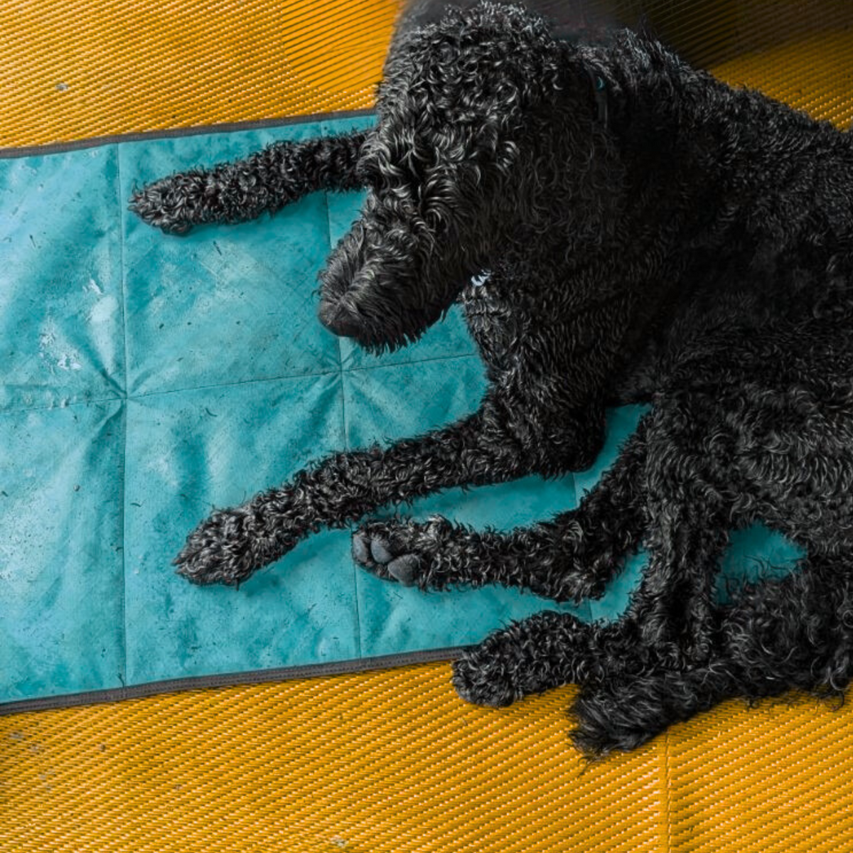 Ultralight Portable Dog Settle Mat: Water-Resistant, USA-Made Place Training Mat