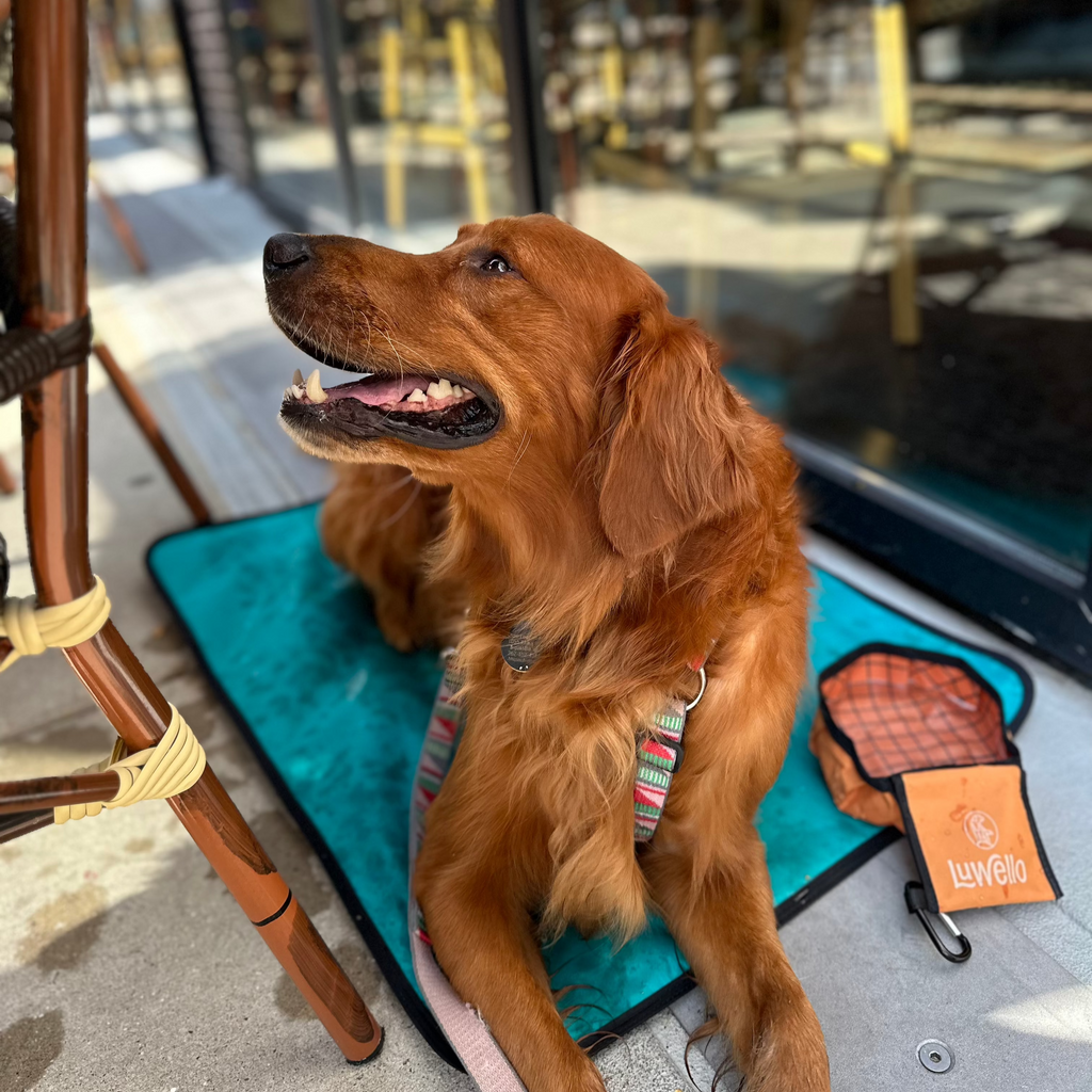 Ultralight Portable Dog Settle Mat: Water-Resistant, USA-Made Place Training Mat